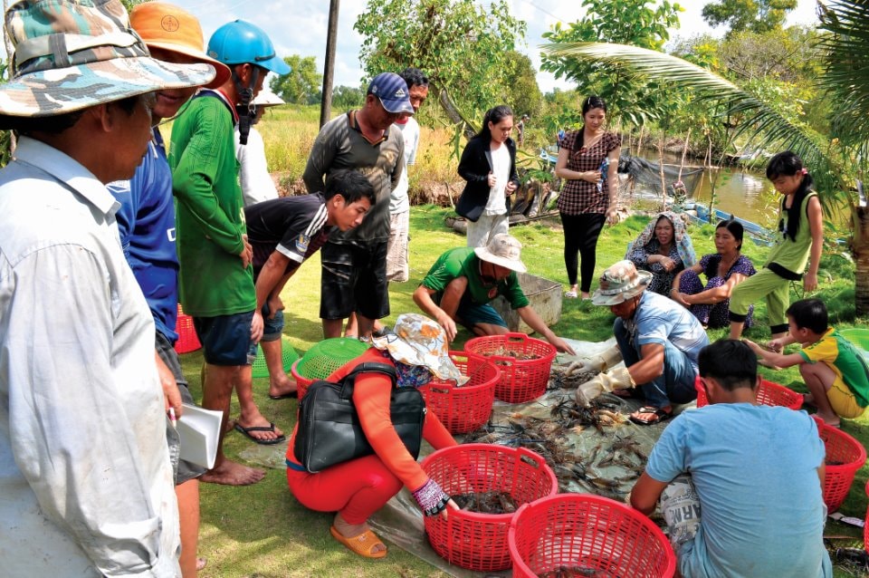 Với năng suất trên 200 kg/ha, cùng ruộng lúa đang phát triển tốt, hứa hẹn người dân xã Biển Bạch sẽ có cái Tết sung túc.