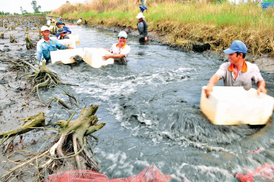 Người dân xã Biển Bạch sử dụng phương pháp thủ công bảo quản tôm càng xanh sống, mang đến sản phẩm sạch, bảo đảm an toàn cho người tiêu dùng.