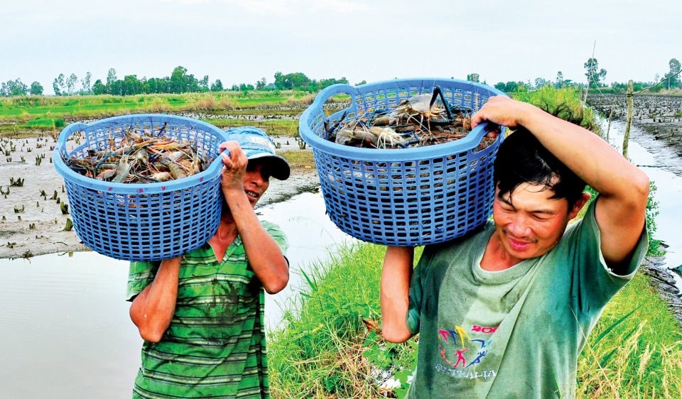 Để tôm càng xanh đạt năng suất cao, theo anh Lê Minh Tài, độ mặn từ 9-10%o là yếu tố quyết định.