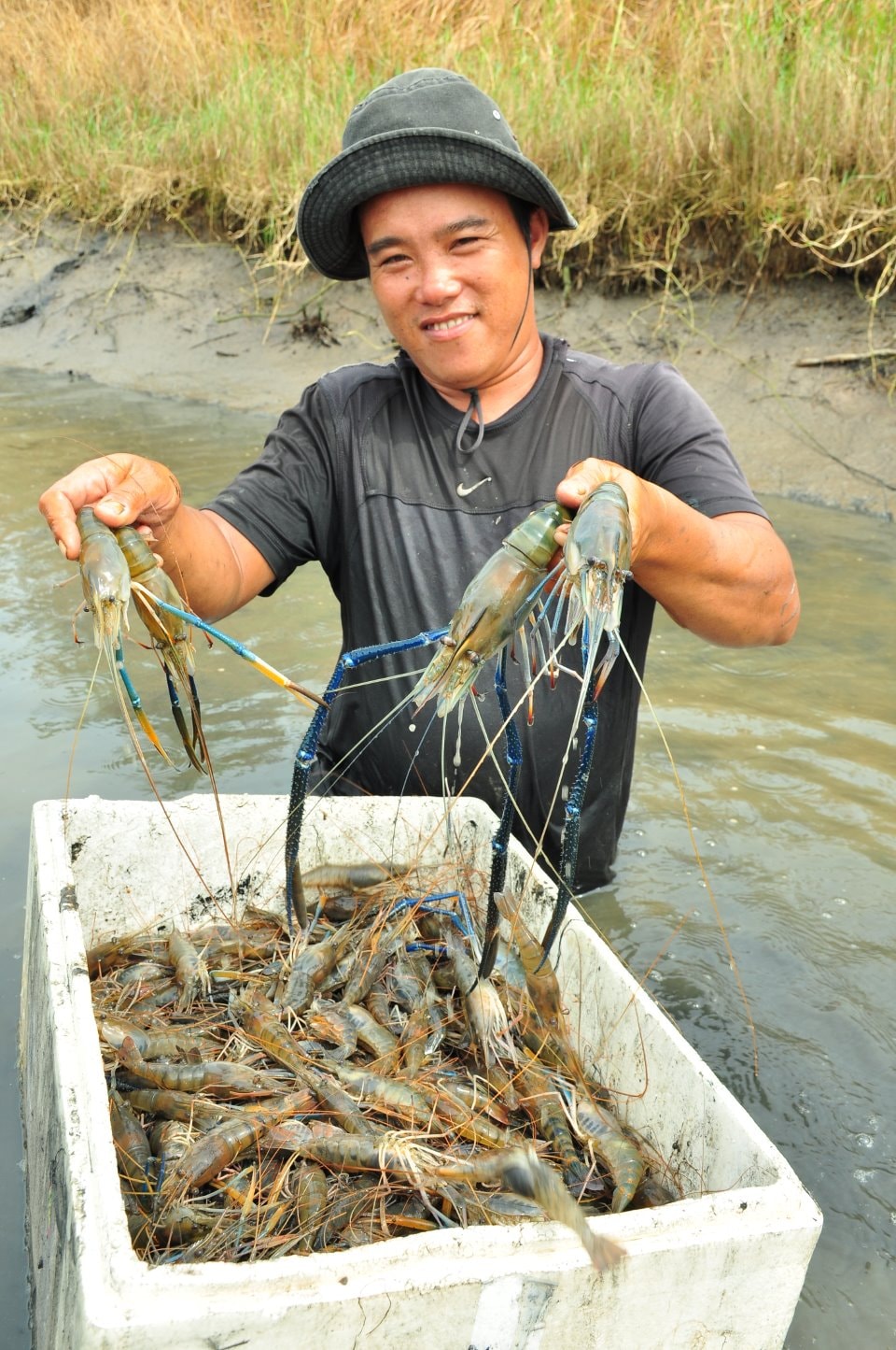 Niềm vui của những nhà nông xã Biển Bạch, huyện Thới Bình, tỉnh Cà Mau trúng vụ tôm càng xanh khi năm 2017 kết thúc.