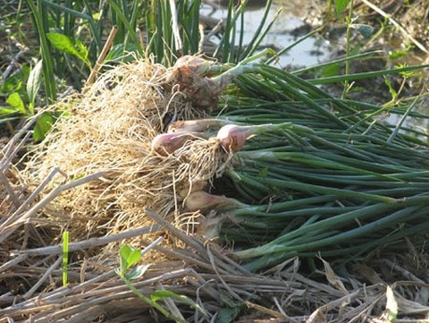 Mỗi sào ruộng trồng hành, sau khi trừ chi phí nông dân thu lãi hơn chục triệu đồng.