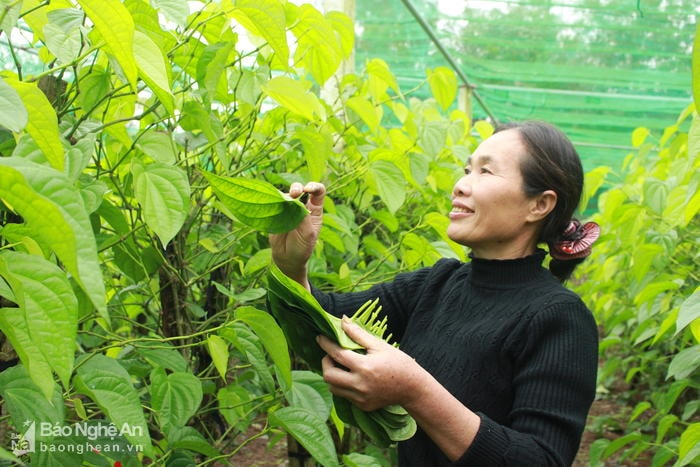 Khi tiết trời lạnh, có độ ẩm cao, việc hái trầu phải nhằm vào buổi chiều để có lá trầu đẹp. Ảnh: Nhật Tuấn