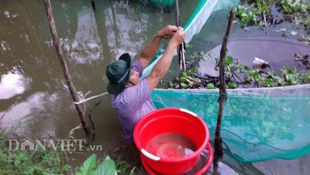 Anh Bùi Hoàng Bằng đang bắt rắn ri cá trong lưới mùng thả trong mương vườn.