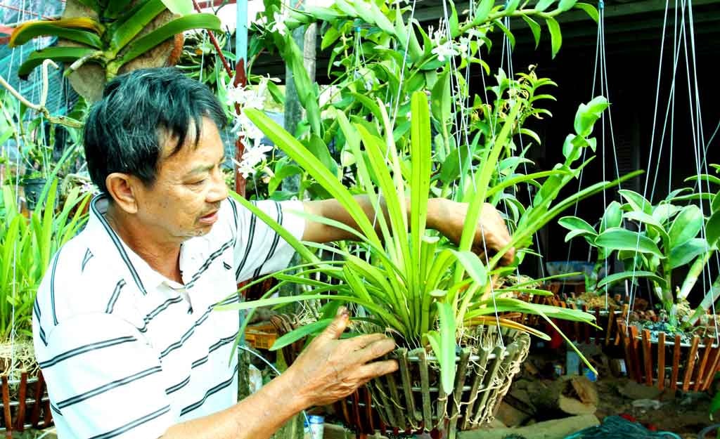 Ông Huỳnh Trung và những giỏ phong lan cấy ghép trên đế gỗ.