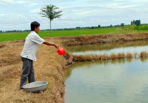 Ông Chúng chăm sóc đàn cá tra bố mẹ sinh sản ở ao nuôi với diện tích hơn 2ha. Ảnh: C.T