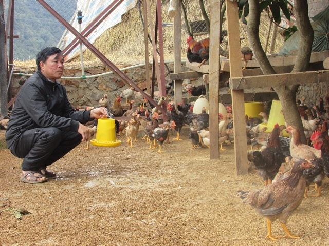 Chuồng trại-nơi tối đến đàn gà ta tập trung vào ngủ được ông Dũng rãi lớp vỏ chấu nhằm giữ nhiệt, vừa đảm bảo cho gà không bị đau chân và phát triển tốt.