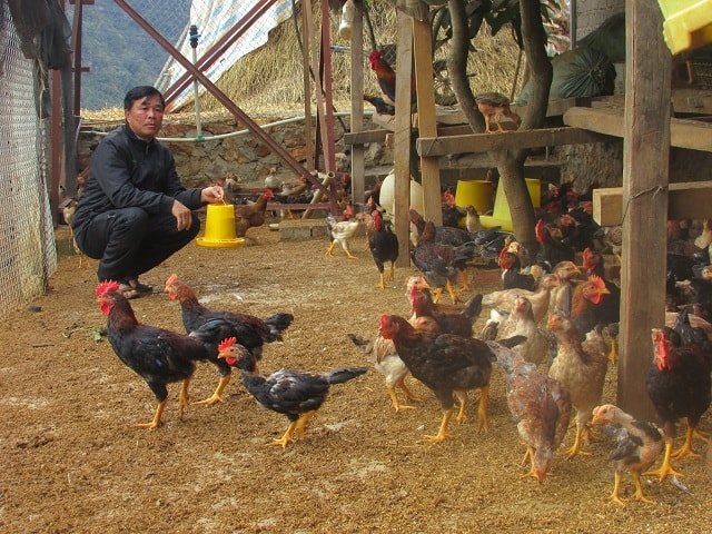 Nhờ cách chăm sóc tốt, ít dùng đến thức ăn công nghiệp nên đàn gà của ông Dũng phát triển khỏe mạnh và không hay bị dịch bệnh