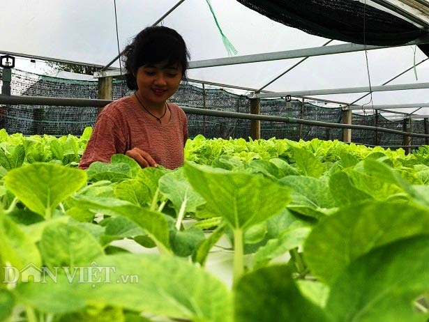 Mô hình trồng rau thủy canh của gái xinh Bùi Thị Thanh Sương cho thu nhập 20 triệu/tháng.