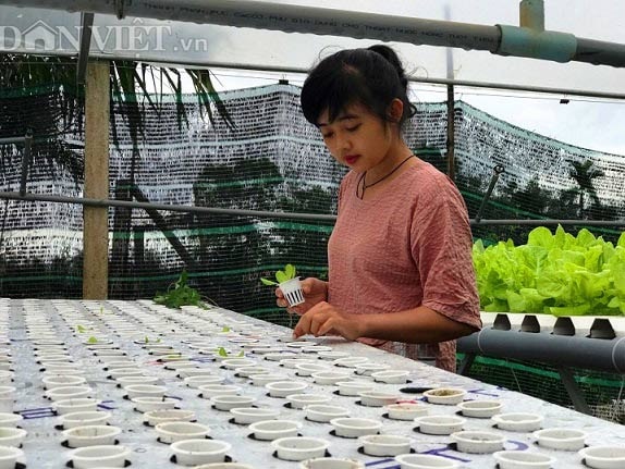 Bùi Thị Thanh Sương kiểm tra chất lượng nảy mần của rau trồng theo phương pháp thủy canh.