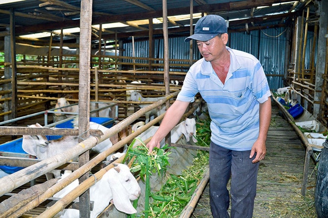 Mô hình nuôi dê nhốt chuồng của anh Thiệu đem lại hiệu quả kinh tế cao