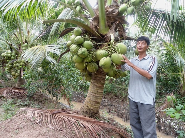 Anh Trần Công Quyền và vườn dừa xiêm dứa trĩu quả. Ai vào thăm vừa dừa xiêm dứa xen cam cây của vợ chồng anh cũng khen hết lời.