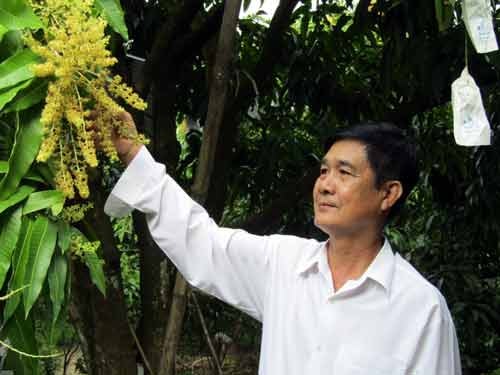 Ông Đoàn Thanh Hiền giới thiệu về cây xoài cát Hòa Lộc vừa nuôi trái non, vừa trổ bông mới. Ảnh: A.T