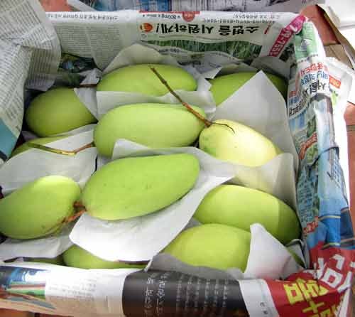 Những trái xoài cát Hòa Lộc mẫu mã đẹp được thu hái trong vườn nhà ông Đoàn Thanh Hiền. Ảnh: A.T