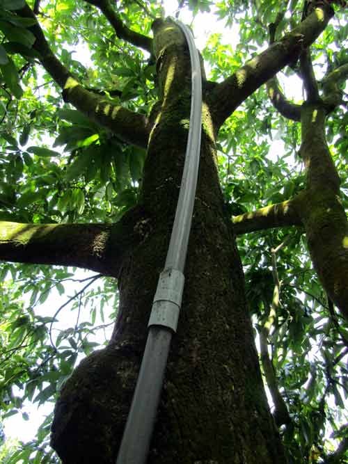 Hệ thống phun tưới tự động được lắp đặt trên mỗi cây xoài trong vườn của ông Đoàn Thanh Hiền.
