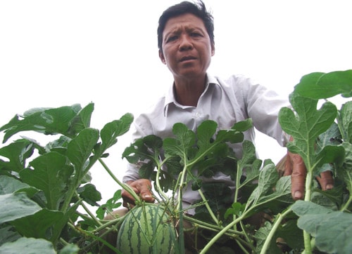 Ông Nguyễn Văn Sơn trên đồng dưa hấu Mỹ Lộc đang chờ ngày thu hoạch. Ảnh: T.Đ