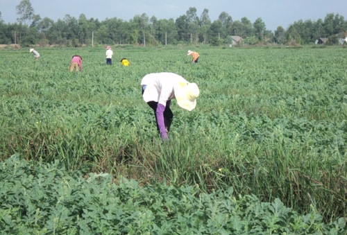 Nông dân Mỹ Lộc chăm sóc đồng dưa hấu tết. Ảnh: T.Đ