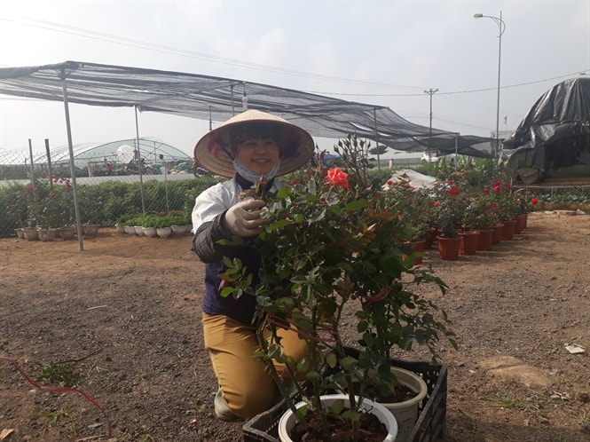 Chị Tĩnh đang chăm sóc 1 chậu hoa hồng