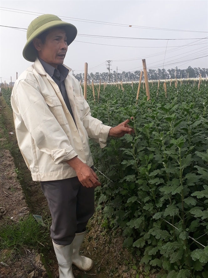 Một người dân đang chăm sóc vườn cúc