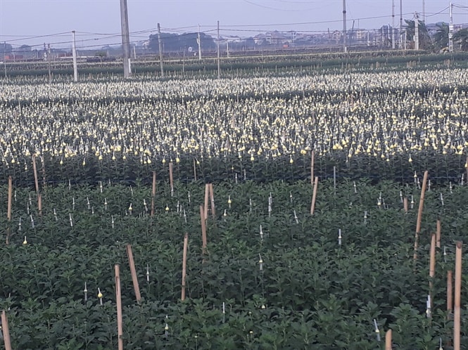 Một vườn cúc chuẩn bị bung hàng vào cuối năm