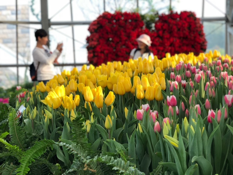 Lễ hội hoa Tulip mang đến trải nghiệm bất ngờ và thú vị cho du khách khi đến Vinpearl Nha Trang