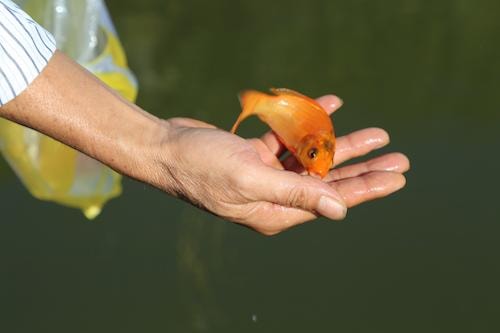 Trong ngày cúng ông Táo người dân có thể dùng cá chép thật hoặc cá chép giấy