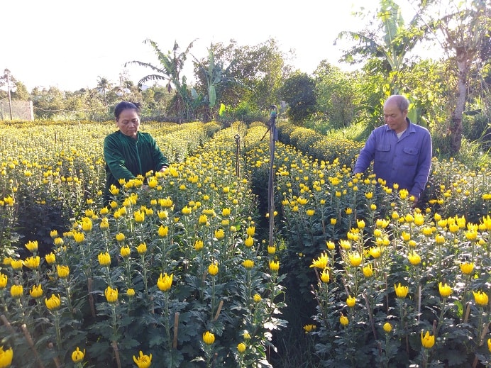 Vườn cúc của ông Hòa chỉ có 2 sào đất, nhưng cho thu nhập hàng trăm triệu đồng