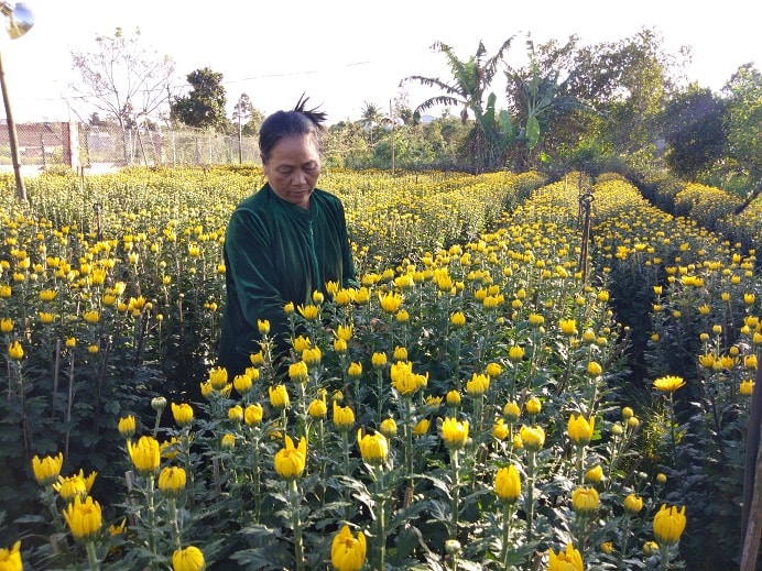 Sau nhiều lần thất bại, vợ chồng ông Hòa giờ đã tự tin trồng cúc bán Tết.