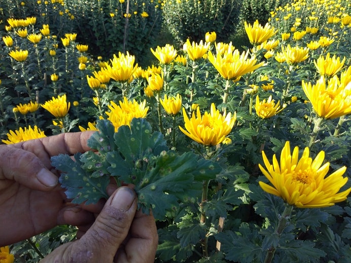 Ông Hòa cẩn thận theo dõi, phun thuốc phòng trừ bệnh nấm cóc trên hoa cúc.