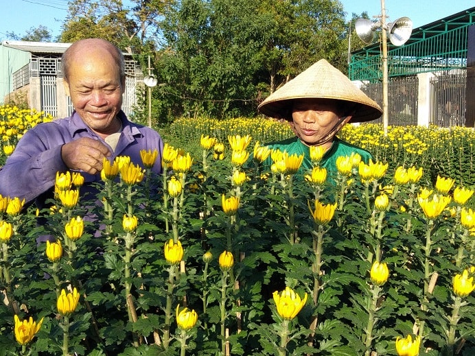 Nụ cười phấn khởi của ông Hòa và bà Thắm trên những chậu cúc rực rỡ.