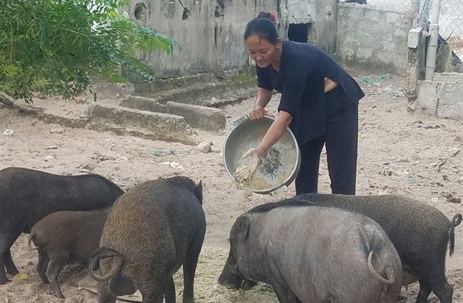 Chị Huy cho bầy heo nái ăn