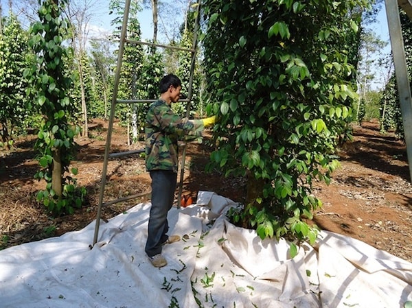 2017 là 152.668 ha. Như vậy, diện tích năm 2017 đã tăng 196,3% so với năm 2010, tăng 22,5% so với năm 2016, vượt quy hoạch trên 100 ngàn ha.