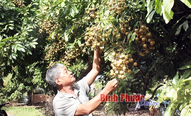 Dù giữa mùa khô, vườn nhãn nhà ông Bùi Đình Luyến vẫn mát mẻ, thơm ngọt hương nhãn chín