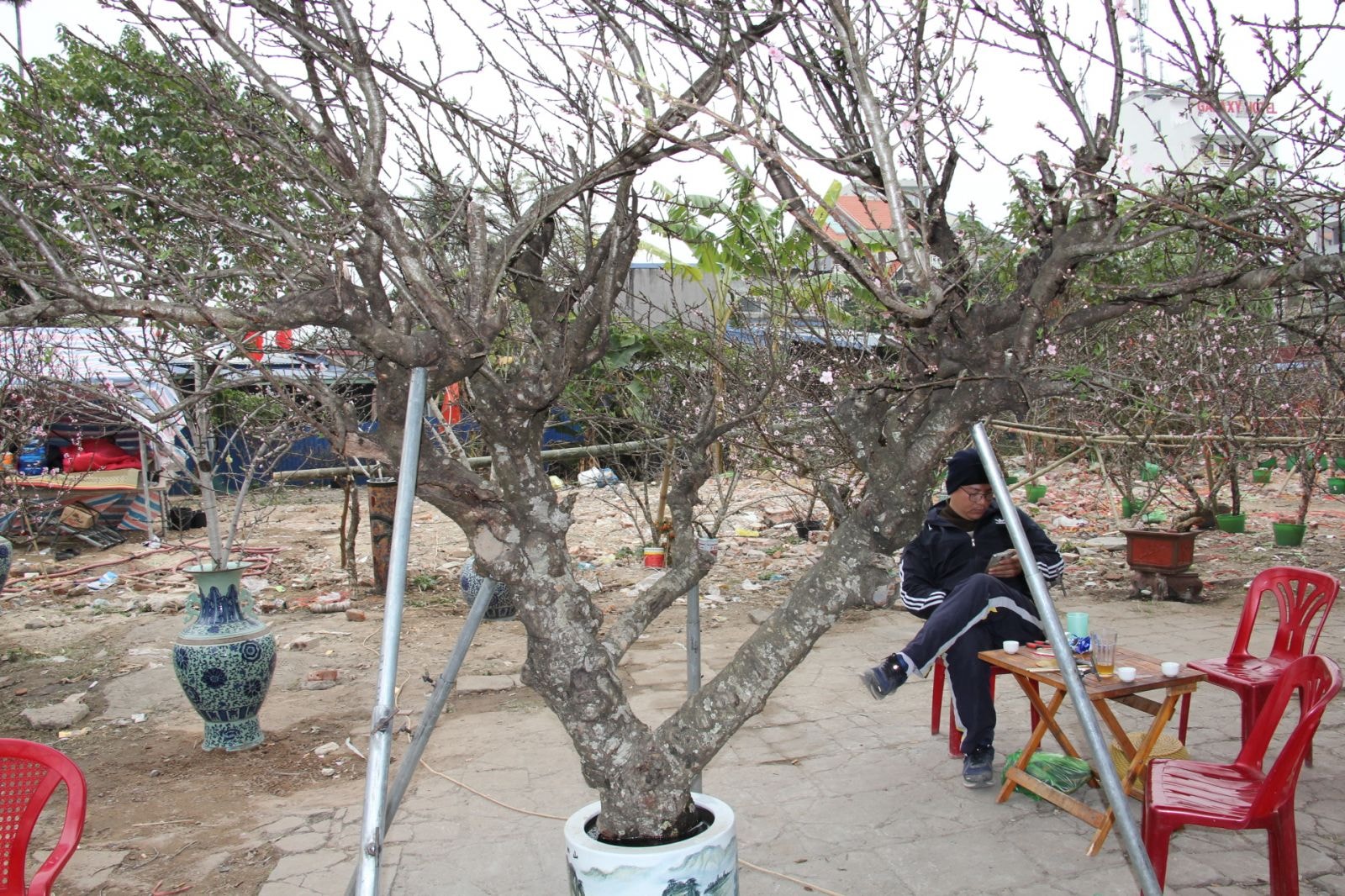 Chợ đào tết xuân 2018