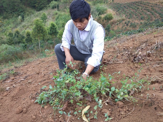 Loại sâm chỉ cần thả giống xuống đất và làm cỏ rồi thu hoạch chứ không cần phun thuốc hay bón phân...