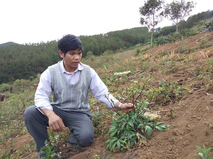 Sâm đương quy dù không được giá nhưng vẫn hơn so với trồng ngô, mì...