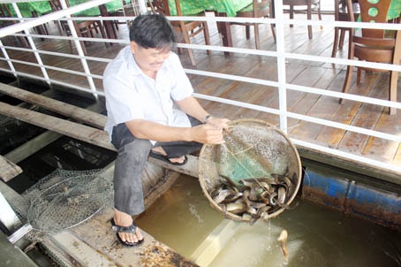 Tết Nguyên đán Mậu Tuất 2018, Khu du lịch sinh thái Làng Bè, xã Hiệp Hòa, TP.Biên Hòa (Đồng Nai) có đặc sản cá chạch quế phục vụ thực khách.