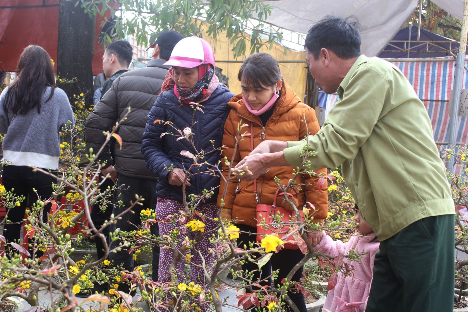 Hoa mai cũng là một trong những sản phẩm hoa Tết ưa chuộng của người dân xứ Thanh.