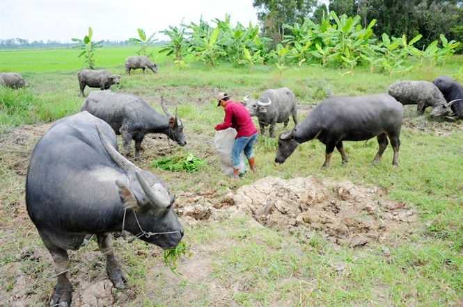 Trâu nuôi khoảng 3 - 5 năm có thể bán mỗi con từ 25 - 40 triệu đồng/con