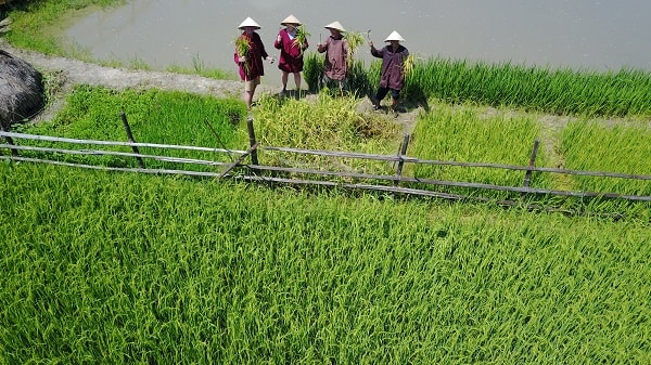 Đến bây giờ sau gần 11 năm thành lập đã có hơn 100 hộ nông dân tham gia cùng Khoa làm du lịch. Nhẫm tính, Khoa bảo, trong năm 2017 doanh thu khoảng 5 tỷ đồng, trả chi phí cho hơn 100 hộ nông dân Hội An cùng làm du lịch với Khoa gần 2 tỷ đồng. Một nguồn thu nhập mà nhiều hộ nông dân nghèo Hội An đến bây giờ có nằm mơ cũng không nghĩ đó là hiện thực.