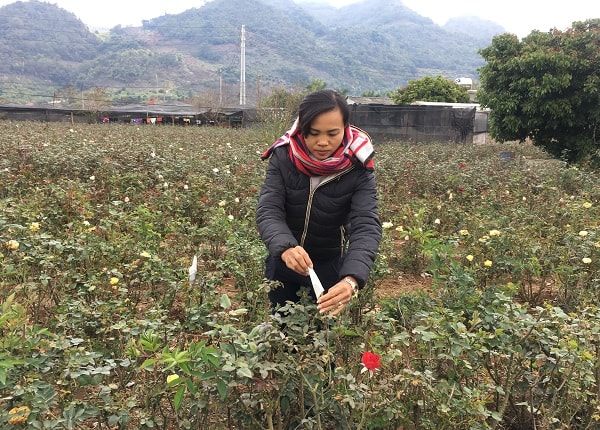 Chị Bảy đang cuộn giấy lên nụ hoa hồng, để giữ cho hoa không nở sớm và bị sâu bệnh