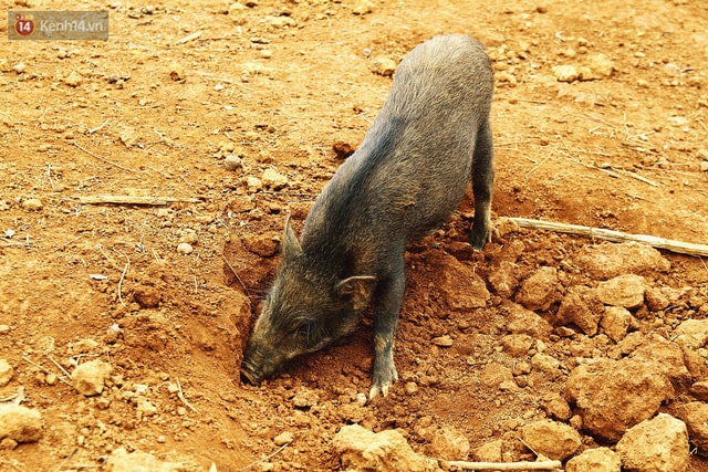 Chú lợn rừng hì hục ủi đất kiếm ăn.