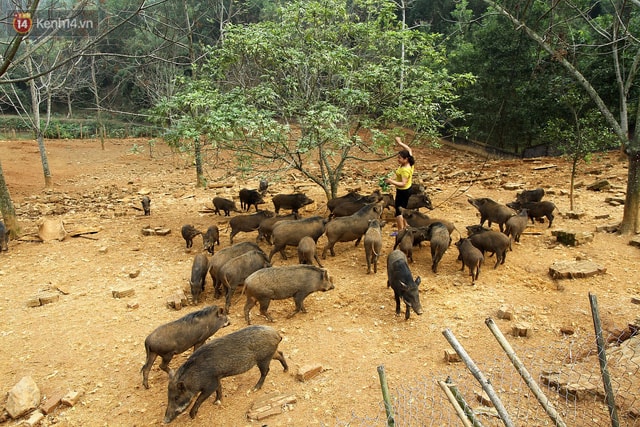 Cô Nguyễn Thị Ngát (mẹ Tùng) đang hái lá cho lợn ăn.