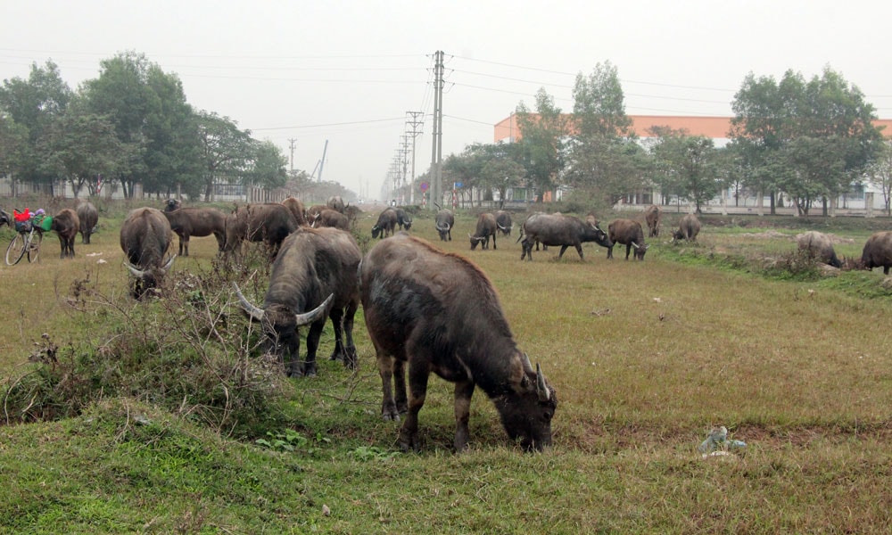 Đàn trâu của gia đình ông Nguyễn Tuấn Thọ.