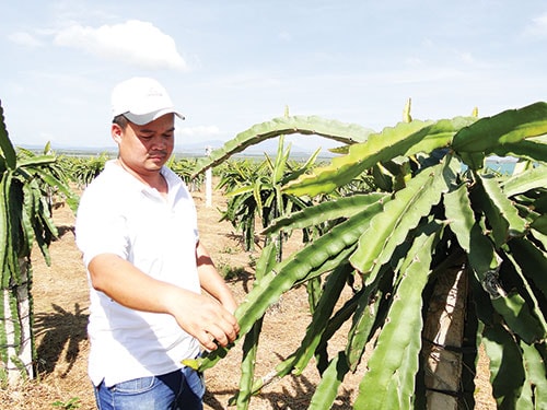 Nguyễn Quốc Nguyên Vũ bên vườn thanh long. Anh trồng 3 dòng thanh long chủ lực là thanh long ruột đỏ, ruột trắng và ruột tím hồng.