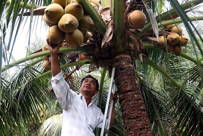 Ông Đen thành công với mô hình trồng dừa xiêm lùn; Ảnh: Anh Phương