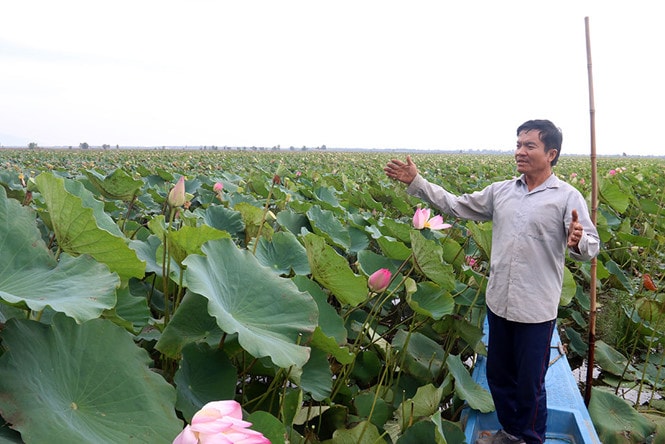 Nhờ mạnh dạn chuyển diện tích lúa sang trồng sen lấy gương, ông Chung có nguồn thu nhập ổn định; Ảnh: Anh Phương