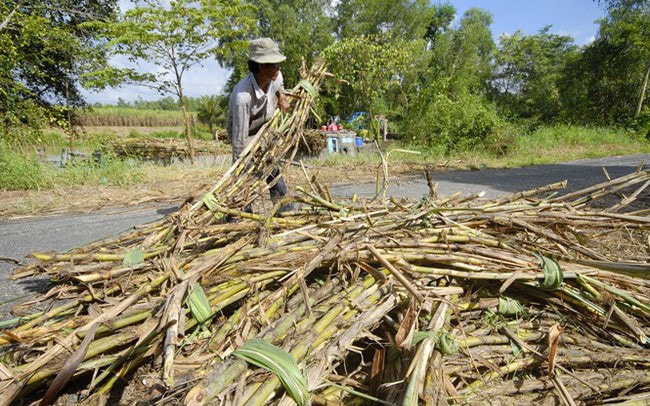 Giá đường trên thị trường và giá mía nguyên liệu đang giảm mạnh khiến đường trong nước sản xuất ra rất khó tiêu thụ. Ảnh minh họa.