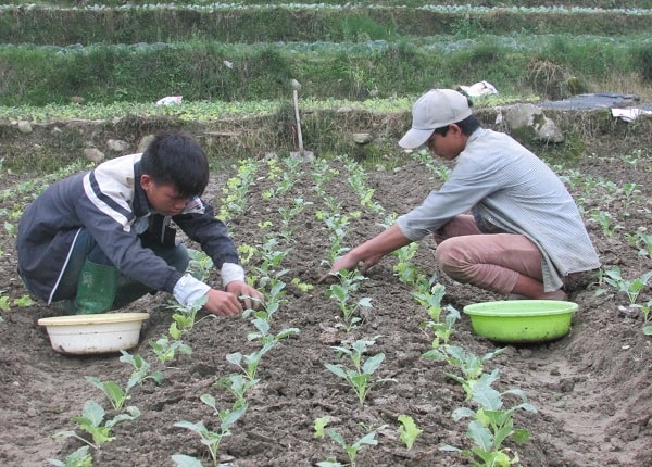 Những cây rau còi cọc được lọc bỏ ngay từ đầu để tạo điều kiện thuận lợi cho vườn rau phát triển đồng đều, tươi tốt