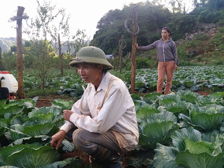 Trồng rau theo quy trình VietGAP, đòi hỏi anh Báu phải thường xuyên theo dõi sâu bệnh tại vườn
