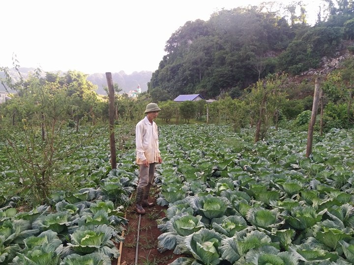 Anh Báu đang quan sát quá trình phát triển của rau cải bắp tại vườn